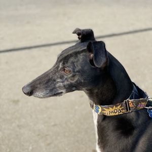 Meet your Posher, Robert